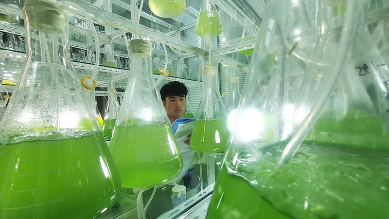 细胞工厂：揭秘生物制药行业的核心力量
